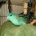 Barred Parakeet